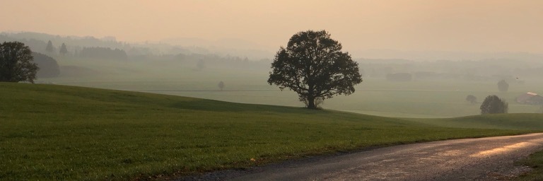 Profile Banner