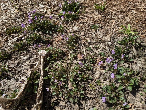A photo of violets and the lower jaw of a deer