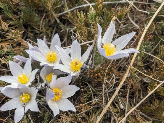 A cluster of pale purple pasque flowers with bright yellow centers