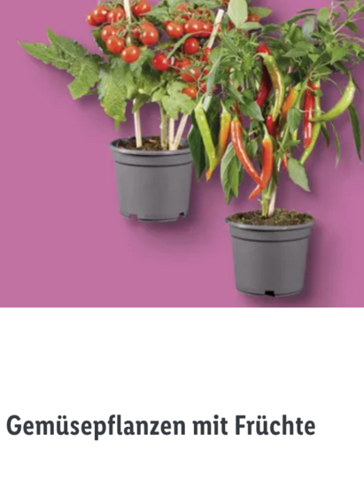 Screenshot aus der Lidl Werbung. Zu sehen sind eien Tomaten- und eine Chilipflanze, jeweils mit Früchten, Text darunter:
