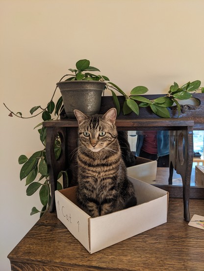 A brown tabby with green eyes sits is a white box labeled 