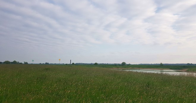 Das hohe Gras verdeckt den Blick auf die Elbe, Himmel immer noch streifig.