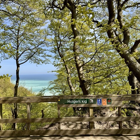 Ausblick vom Kreidefelsen auf das türkise Meer durch zartgrüne Buchen hindurch, am Geländer ein Schild „Holgers kig“
