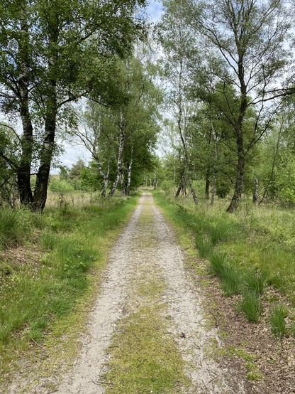 A dirt path lined with green grass and surrounded by birch trees in a forested area.