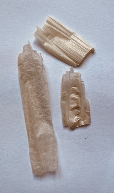 Drei Stücke transparentähnliches Gewebe (?) aus einem Reetrohr bzw. Schilfrohr