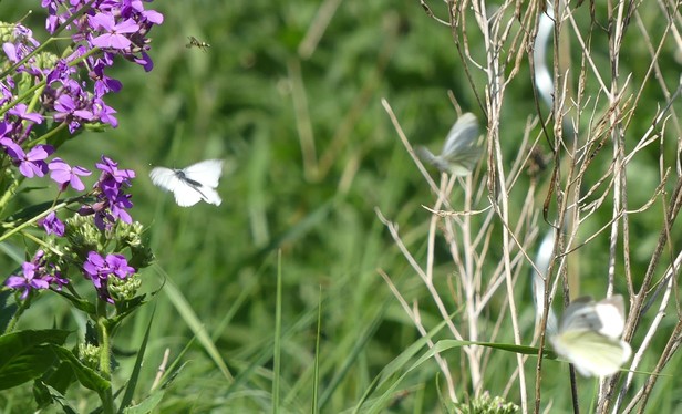 links lila Blüten der Nachtviole, rechts ihre grauen Stengel vom Vorjahr, dazwischen 3 weiße Schmetterlinge, alle im Flug, alle unscharf