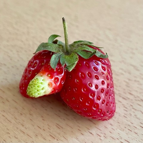 Eine an ein männliches Genital anmutende Erdbeere. Der Penis ist im Vergleich zu den Hoden eher sehr klein und hat eine hellgrüne Spitze. Ja, ich weiß, pubertär, aber ich fand die Erdbeere sehr niedlich.