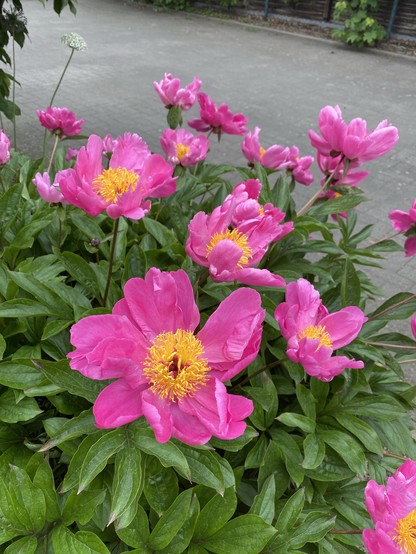 Foto of a cluster of vibrant pink peonies with lush green foliage in a front yard