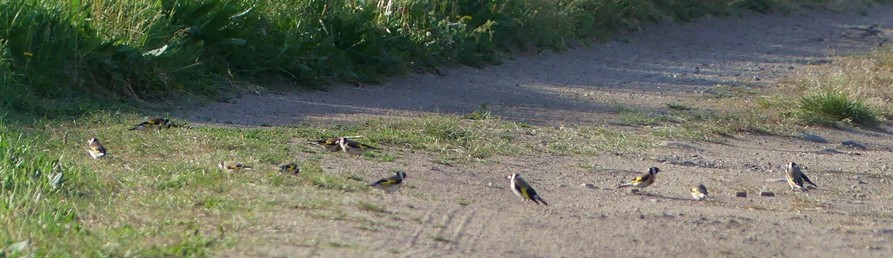 auf einem staubigen Weg in den Wiesen in der Morgensonne mind. 12 Distelfinken, sie finden da offenbar Futter