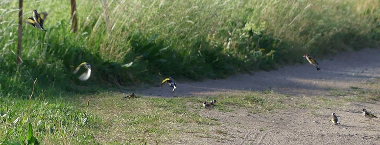 einige der Stieglitze fliegen nun auf, zeigen ihre ganze Buntheit, ganz links einer, fast wie ein Kolibri, will gerade auf der Litze vom Koppelzaun landen, um zu schaukeln