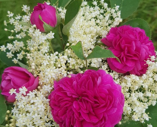 ein Sträußchen, zu sehen sind 4 knallpinke, gefüllte Rosen, schleierkrautartig umpuschelt von Holunderblüten
