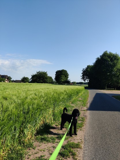 Schwarzer Pudel neben Wirtschaftsweg, grünes Kornfeld, blauer Himmel 