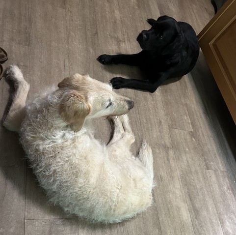Labrador und Labradoodle Liegen gelangweilt auf dem Boden vom Hotelzimmer. 