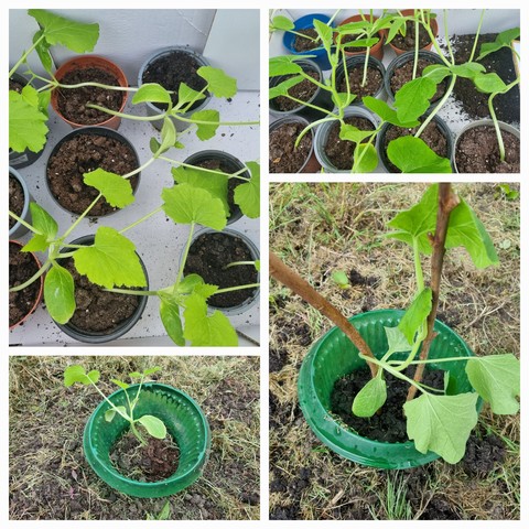 Zucchini- und Kürbispflänzchen in Anzuchttöpfen und ausgepflanzt