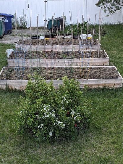 Three raised beds with tomato cages and piles for beans. In the foreground are currant bushes, a small flowering cherry bush, and some haskap bushes.