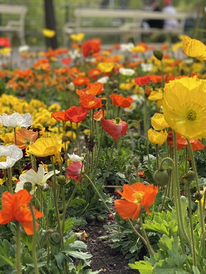 A vibrant garden with an assortment of blooming poppies in various colors, including orange, yellow, and white, with green foliage. There are blurred benches and people in the background.
