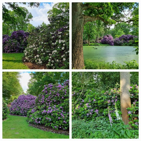 Collage mit unterschiedlichen Rhododendronpflanzen im Bremer Rhododendronpark