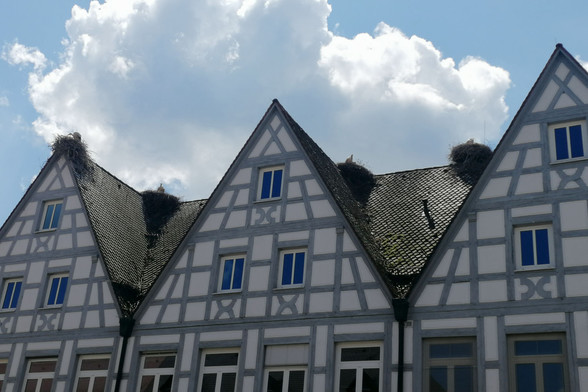 ein stattliches Fachwerkhaus mit drei Giebeln und grau gestrichenen Balken, oben auf verschiedenen First-Ecken sind vier Storchennester zu sehen, jeweils mit einem Elternvogel besetzt