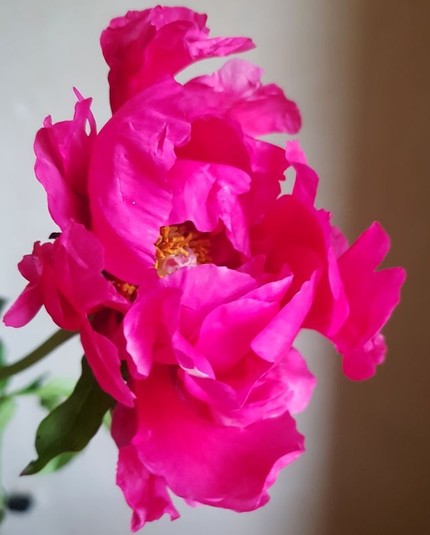 schreiend pinkfarbene, ungefüllte Pfingstrose, die Blütenblätter sind wellig, fransig, völlig unpassend und elend weit weg von all den schönen, klassischen Pfingstrosen