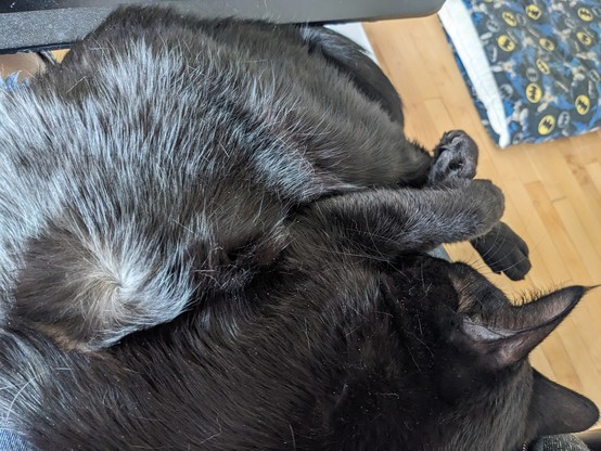 A glossy black curled up on his person's lap. On his side, there is a whorl in his fur, revealing his grey undercoat. He also has ear tufts.