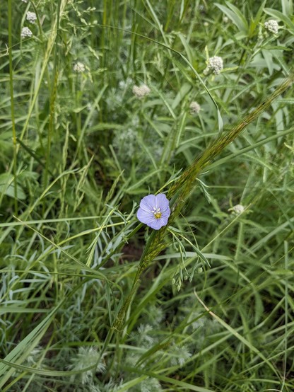 A single blue blossom with a yellow centre in front of dense green foliage