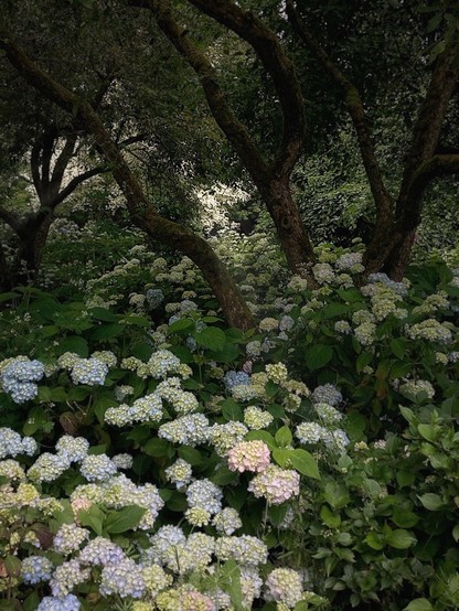 Ein üppiger, grüner Garten mit kleinen Hortensienblüten in verschiedenen Rosa-, Blau- und Weißtönen, umgeben von dichten Bäumen mit moosbedeckten Stämmen.