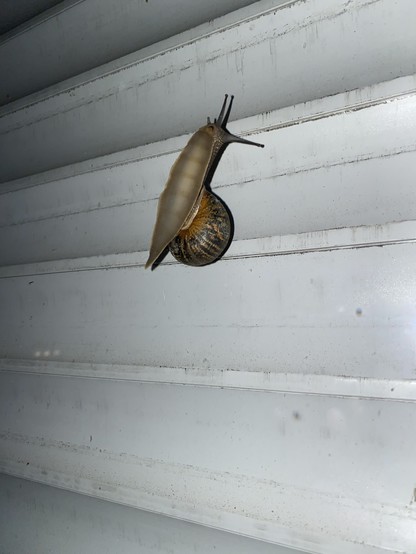 A snail on a window in the background the closed roller blinds of the window 