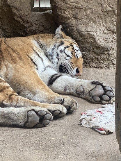 A tiger is sleeping on the ground inside an enclosure with a piece of fabric nearby.