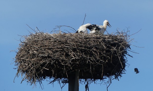 ein großes, hohes Storchennest, 2 Jungstöche darin, rechts kommt ein Speling geflogen, ein weiterer hängt unter dem Nest an einem Stock