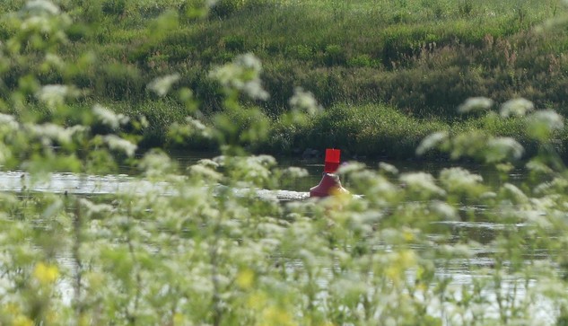 Im Vordergrund unscharf hohe weiße Doldenblütler, dahinter versteckt die Elbe, auf der eine rote Tonne als Warnung für die Schiffe schwimmt.