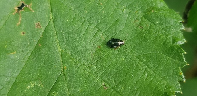 winziger Käfer, sehr dunkelgrün, auf Blatt