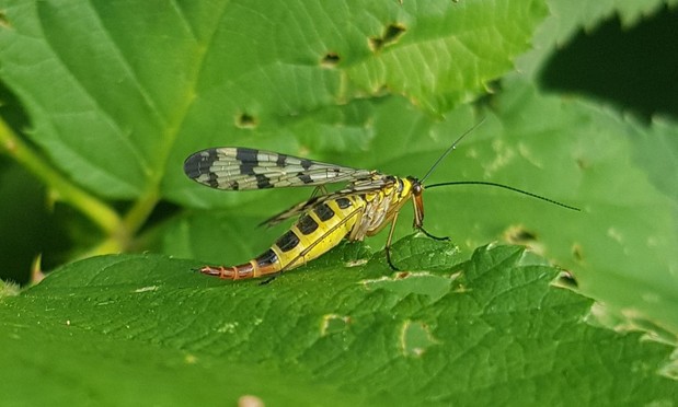interessantes Insekt, Körper gelb, oben mit schwarzen Streifen, in der Mitte prall, verjüngt sich nach hinten, Flügel durchsichtig mit schwarz, langer Saugrüssel (?)