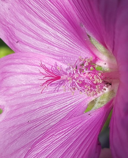 zauberhaft stellt die Buschmalvenblüten ihren Blütenstaub zur Verfügung, rosa Puschel, fast wie ein Staubwedel, wirft Schatten auf das dahinterliegende rosa Blütenblatt
