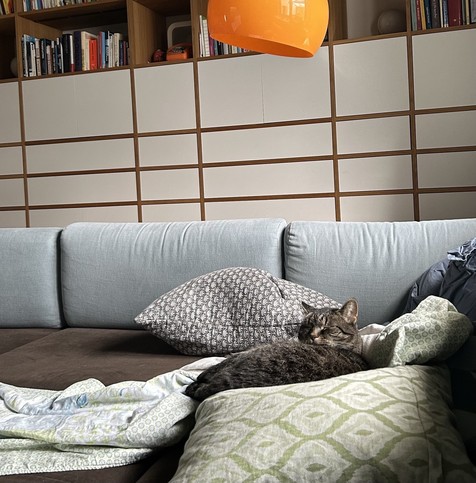 Katze auf dem Sofa, auf Kissen und Decke thronend. 