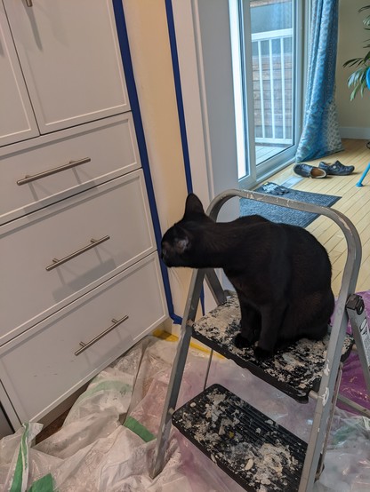 A black cat sitting on a paint-splattered step ladder standing on a very old dropsheet