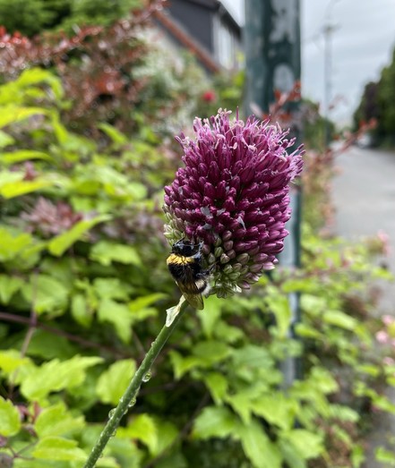 A bumblebee resting on a vibrant purple flower with green foliage and a blurred street in the background.