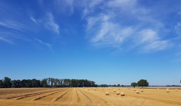 Blick über abgeerntetes Getreidefeld, rechts liegen die runden Strohballen, links lange Strohreihen. Der Himmel ist ungeheuer blau mit fiedrigen Schleierwolken.