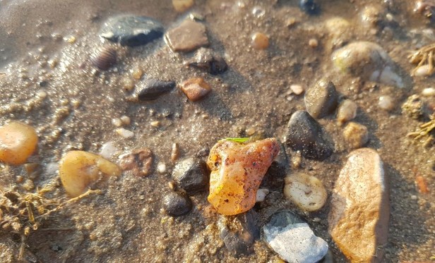 durchweichter Sandstrand direkt am Wasser, eine Muschel, einige Kiesel und ein durchscheinender, bernsteinfarbener Achat