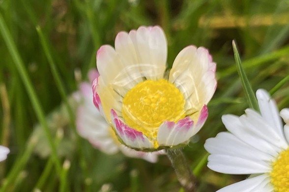 Nahaufnahme eines teilweise geschlossenen Gänseblümchens mit rosa Blütenblättern und einer gelben Mitte, umgeben von grünem Gras. In der Blüte sitzt ein dicker Wassertropfen.