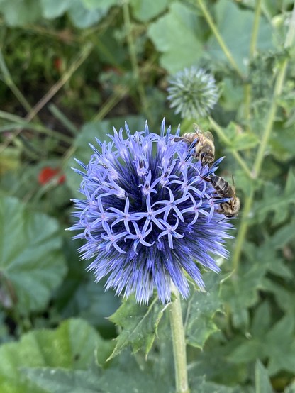 Zwei Honigbienen kramen in der blauen Blüte einer Kugeldistel herum. 