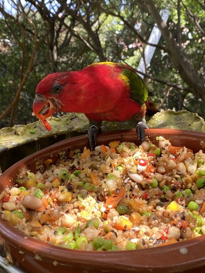 A red and green parrot eating from a bowl of mixed vegetables and grains.