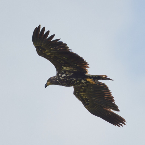 ein junger, weitgehend dunkelbrauner Seeadler im Flug von schräg unten