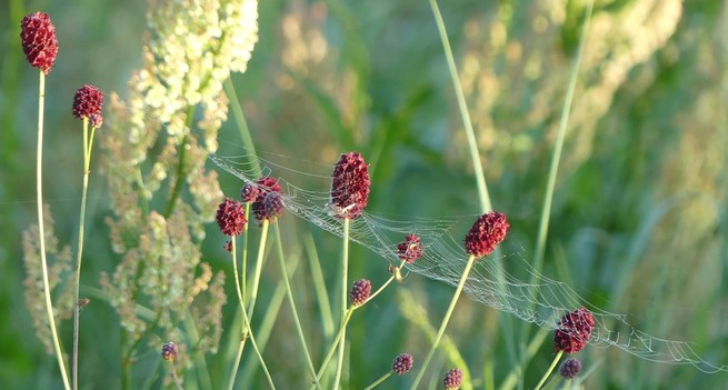 Zwischen einigen weinroten Wiesenknopfblüten ist ein hauchzartes, waagerechtes Spinnennetz gespannt, allerkleinste Tauperlen machen die Spinnfäden gut sichtbar.
Im Hintergrund Grün und helle Sauerampferblüten.
