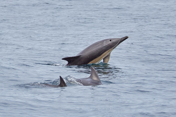 Ein Delfin steigt seitlich gedreht aus dem Wasser auf, so dass man seinen Rücken sieht. Davor ragen die Rückenflossen zweier anderer Delfine aus dem Wasser.
