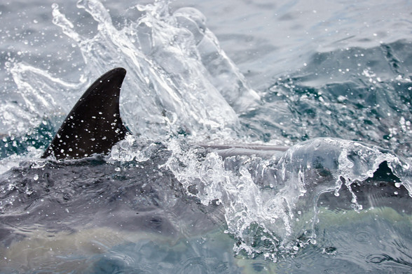 ein abstrakt wirkendes Bild aus eingefrorenen Wasserspritzern, dazwischen die aufragende, dunkle Rückenflosse eines Delfins; unter Wasser kann man seinen grauen und vanillegelben Körper ahnen 