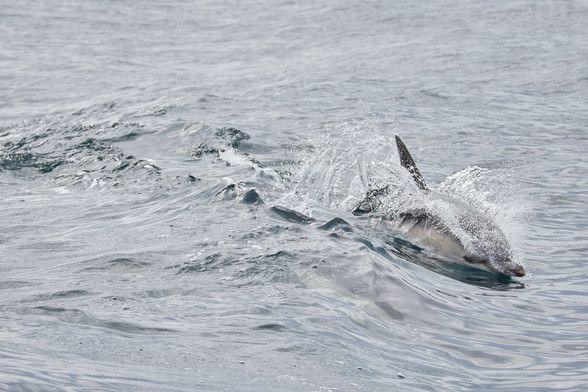 ein Delfin prallt nach einem Sprung mit dem Bauch aufs Wasser, so dass es seitlich davonspritzt