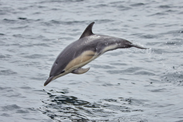 ein Delfin mitten im Sprung über dem Wasser (leider nur unscharf abgebildet)