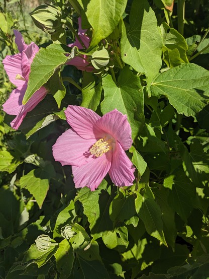 A bright pink flower with a long stamen in front of green foliage
