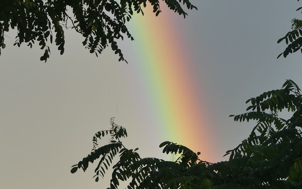 ein Stück Regenbogen zwischen Robinienzweigen