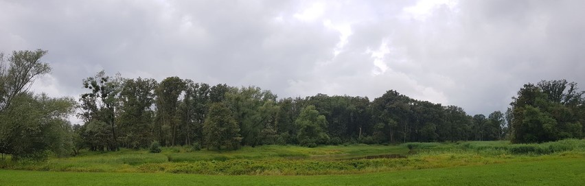 Panorama eines tiefliegenden Teichs, von Dickicht und Wiese, hinten Laubwald, Himmel lichtgrau, keinesfalls leuchtet irgendwo Pirolgelb